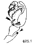 {short description of image}