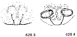 {short description of image}