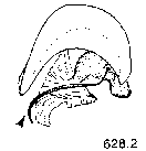 {short description of image}