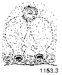 {short description of image}