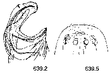 {short description of image}