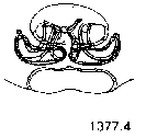 {short description of image}