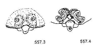 {short description of image}