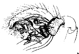 {short description of image}