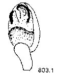 {short description of image}