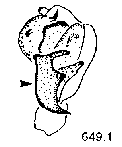 {short description of image}
