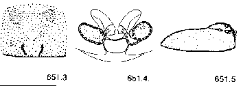 {short description of image}