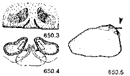 {short description of image}