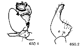 {short description of image}