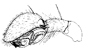 {short description of image}