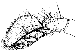 {short description of image}