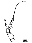 {short description of image}