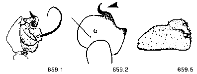 {short description of image}