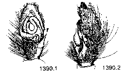 {short description of image}