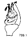 {short description of image}