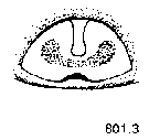 {short description of image}