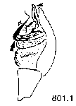 {short description of image}
