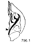 {short description of image}