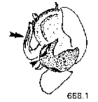 {short description of image}