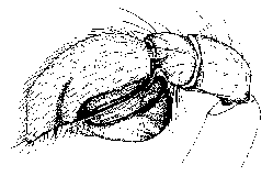 {short description of image}