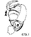{short description of image}