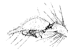 {short description of image}