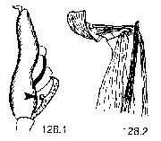 {short description of image}