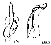 {short description of image}