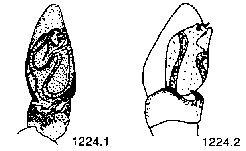 {short description of image}