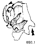 {short description of image}