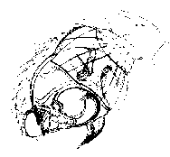 {short description of image}
