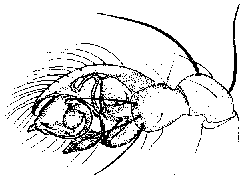 {short description of image}