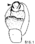 {short description of image}