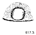 {short description of image}