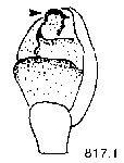 {short description of image}