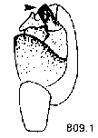 {short description of image}