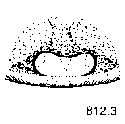 {short description of image}