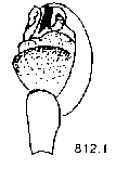 {short description of image}