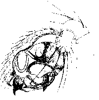 {short description of image}