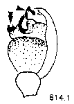 {short description of image}