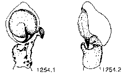 {short description of image}