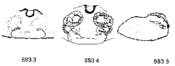 {short description of image}