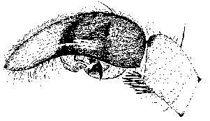 {short description of image}