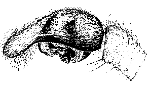{short description of image}