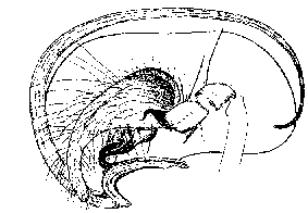 {short description of image}