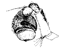 {short description of image}