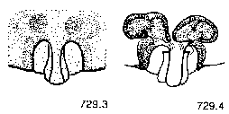 {short description of image}