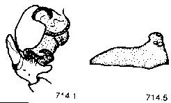 {short description of image}