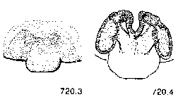 {short description of image}