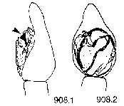 {short description of image}